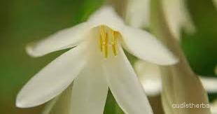 augmented_Polianthes tuberosa flower8_flipped_ud.jpeg